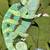 Veiled Chameleons 1 thumbnail