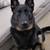 German Shepherd mix needs rehoming (Downey) 10 thumbnail