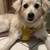 Dog adoption event today Saturday 4p-7pm at Petsmart Santee 2 thumbnail