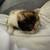 Persian Ragmuffin mix kitten Female 18 thumbnail