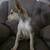 Young puppy looking for a home 5 thumbnail