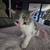 Rehome Kittens -  Bellflower 7 thumbnail