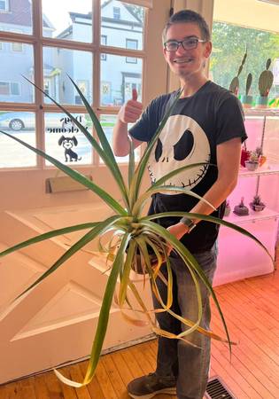 Pineapple plants for sale 1