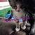 8, 9, 14 week old kittens $20 6 thumbnail