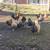 Laying hens 7 thumbnail