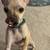 One year old chihuahua 7 thumbnail