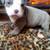 Rehoming pitbull puppies 3 thumbnail