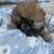 Pomeranian puppy 2 thumbnail