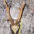 European Roe Horns 5 thumbnail