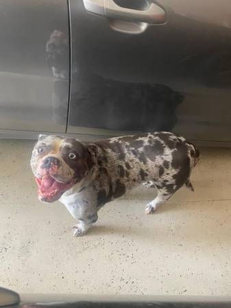 Rehoming bully (Houston)63859313934979120
