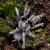 tarantulas for sale WITH ENCLOSURES! 5 thumbnail