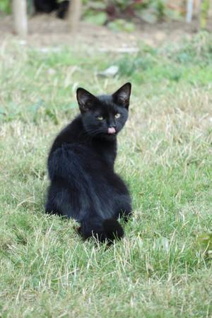 We Have Three Playfull Female Kittens Looking for a New Home!!! (Bonney Lake)63911483435395123