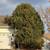 Over-Grown Tree / Shrub Removal… 🐿️🐀❤️🌳&🏠 Roofs / Attics 1 thumbnail