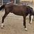 Horse stud colt 10 thumbnail