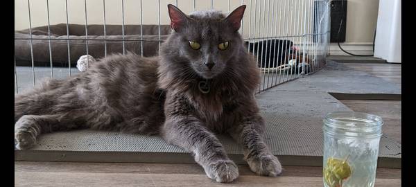 Missing fluffy longhair gray Cat (Santa Paula)63952982909314120