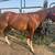 Horse stud 6 thumbnail