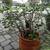 Crassula Ovata Sunst + Terracotta Jar 4 thumbnail