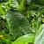 LARGE Elephant Ear Varieties!!! 1 thumbnail