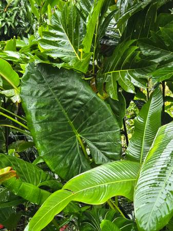 LARGE Elephant Ear Varieties!!! 1
