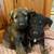 German shepherd puppies for sale 3 thumbnail