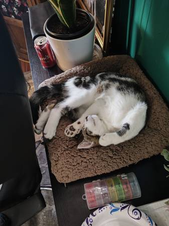 White &Tabby 9 mo cat (Kennewick)63896661900290120