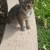 kittens 2 thumbnail
