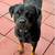 AKC adult Rottweiler female 1 thumbnail
