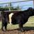 Miniature Scottish Belted Galloway Cattle, Cows, Bulls, 3 thumbnail