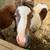 Mini horse stud colt 7 thumbnail