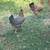 Easter Egger Pullets! 3 thumbnail