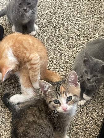 Rescued Kittens (Los Angeles)63870036895875120