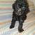 Miniature Poodles 2 thumbnail