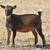 Nigerian Dwarf Doe Kids 3 thumbnail