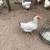 Chickens 1 thumbnail
