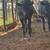 Beef heifers 14 thumbnail