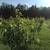COLD HARDY APPLE AND FRUIT TREES grown right here in Eden, Vermont. 7 thumbnail