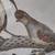Vintage 1984 Ray Harm Signed Print Wildlife Bird RARE 1666/2000 4 thumbnail