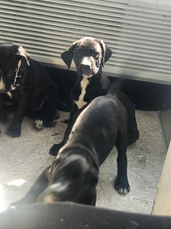 Pit staffy  mix63690136327939121