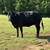 Bred cows 9 thumbnail