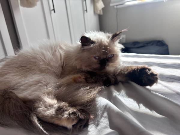 Hembra persa de 1 año, cruce de cara de muñeca (Everett)63443576999427121