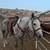 4 yr old grey mare 1 thumbnail