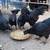 Ayam Cemani Laying Hens (laying now) 8 thumbnail