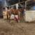 Thoroughbred Gelding 2 thumbnail