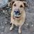 German Shepard 1 thumbnail