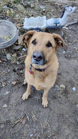 German Shepard 1