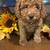 F1B MINI GOLDEN-DOODLE PUPPIES 2 thumbnail