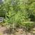 White Pine Balsam Trees 6 thumbnail