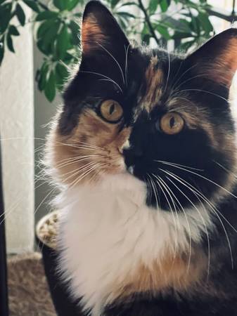 Lost Torti/Calico Cat (Royal Ave in Medford)63509469511939122