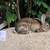 Standard Rex rabbits 6 thumbnail