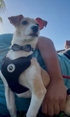 Rehoming Chihuahua Mix! 1